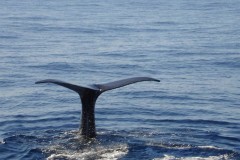 Whalewatching in Imperia