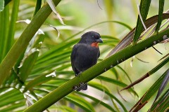 Appartement Paradis-Tropical