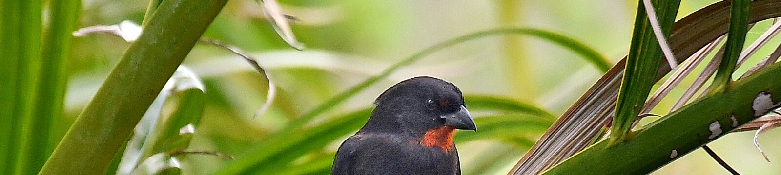 Appartement Paradis-Tropical