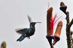 13: 1D51_4423_1920_s