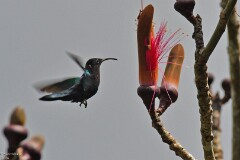 14: 1D51_4451_1920_s