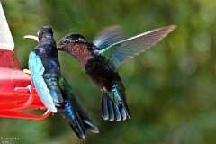 17: 1D51_4481_1920_s