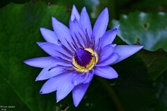 20: 1D51_4506_1920_s