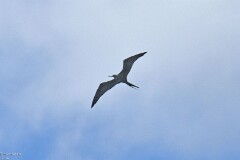 13: 1D51_4380_1920_s