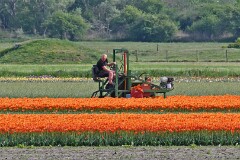 Noordholland 2025 Mai