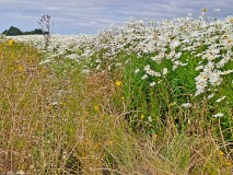 4: 120240704_111723-1920