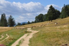 41: 1_DSC_5454_lores