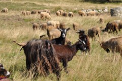 44: 1_DSC_5455_lores