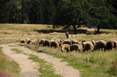 42: 1_DSC_5458_lores