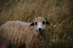 43: 1_DSC_5462_lores