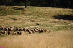 46: 1_DSC_5467_lores