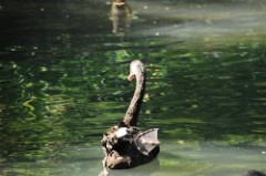 36: 1_DSC_5128_lores