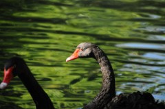 33: 1_DSC_5131_lores