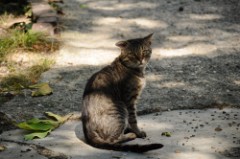 43: 1_DSC_5153_lores