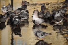 24: 1_DSC_5202_lores