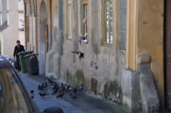 39: 1_DSC_5240_lores