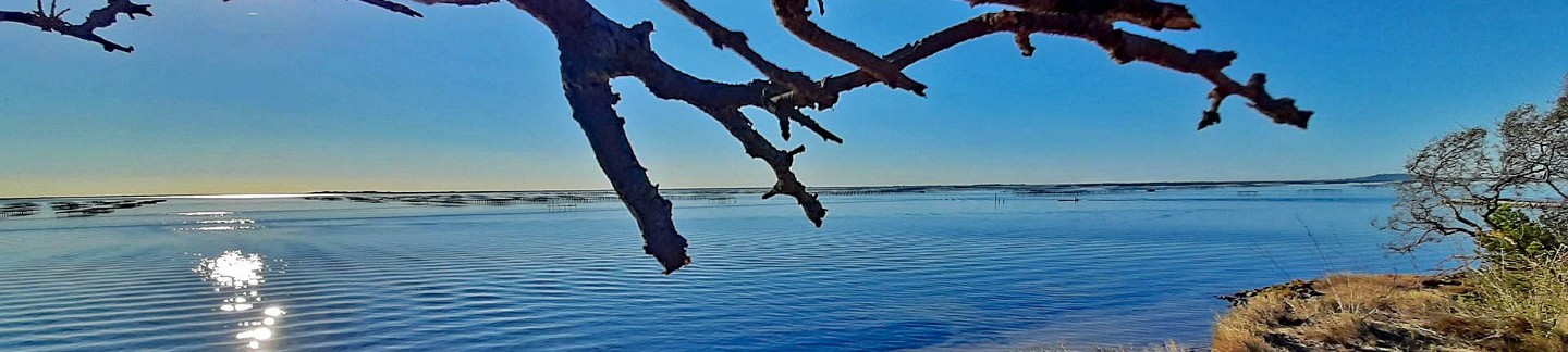 Austern-Zucht in Mèze