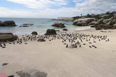Boulders Beach