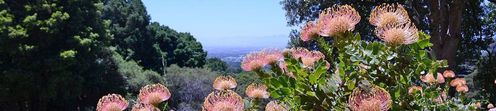 Harbour Bay, Kirstenbosch Botanical Garden