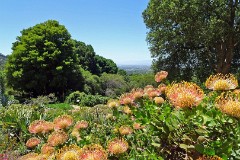 43: 1_DSC00563_lores