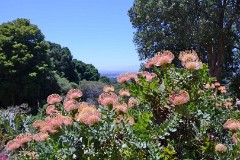 Harbour Bay, Kirstenbosch Botanical Garden