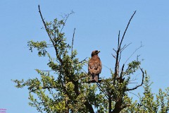 30: 1_DSC_6503_lores