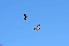 26: 1_DSC_6513_lores