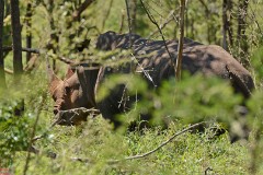 33: 1_DSC_6629_lores