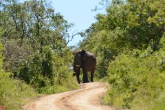 36: 1_DSC_6701_lores