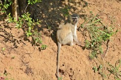 42: 1_DSC_6716_lores