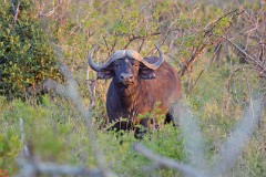 44: 1_DSC_6765_lores