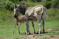 35: 1_DSC01807_lores