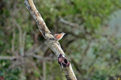 11: 1_DSC_6854_lores