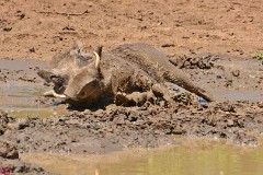 22: 1_DSC_6915_lores