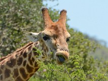 36: 1_DSC_7103_lores