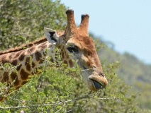 37: 1_DSC_7112_lores