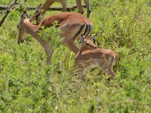 41: 1_DSC_7346_lores