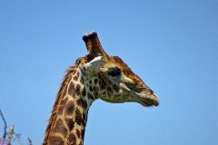 33: 1_DSC01914_lores