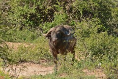 11: 1_DSC_7153_lores