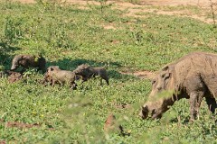 18: 1_DSC_7213_lores