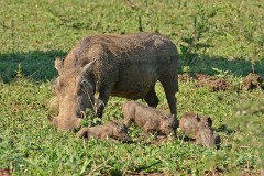 19: 1_DSC_7233_lores