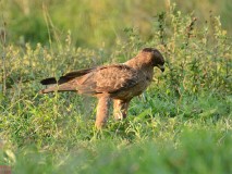 22: 1_DSC_7267a_lores