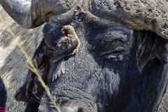 17: 1_DSC02085_lores