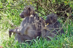 26: 1_DSC02098_lores