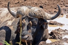 15: 1_DSC_7341_lores