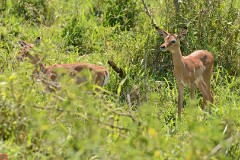 19: 1_DSC_7348_lores