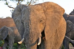 33: 1_DSC_7441_lores