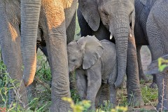 36: 1_DSC_7447_lores