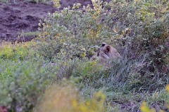 37: 1_DSC_7464_lores