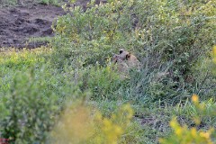 38: 1_DSC_7465_lores